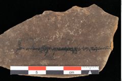 Foto (Detailansicht) von Myrica lignitum Unger (NHMW-GEO-2024-0188-0574)